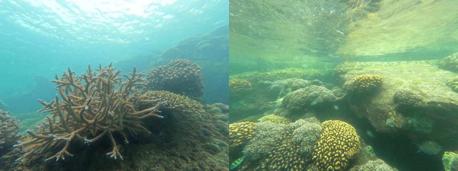 Sri Lanka's First Coral Reef Protection Project